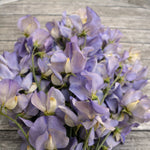 Load image into Gallery viewer, Sweet Pea, 'Kingfisher' – photo 3
