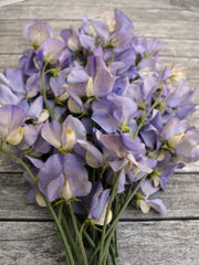 Load image into Gallery viewer, Sweet Pea, 'Kingfisher' – photo 3
