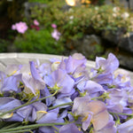 Load image into Gallery viewer, Sweet Pea, 'Kingfisher' – photo 2
