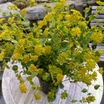 Load image into Gallery viewer, Bupleurum, 'Green Gold' – photo 4

