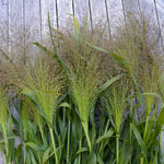 Load image into Gallery viewer, Ornamental Grass, 'Frosted Explosion' – photo 2
