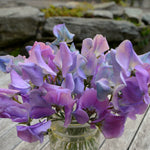 Load image into Gallery viewer, Sweet Pea, 'Turquoise Lagoon' – photo 3
