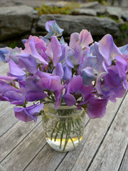 Load image into Gallery viewer, Sweet Pea, 'Turquoise Lagoon' – photo 3
