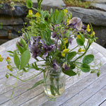 Load image into Gallery viewer, Sweet Pea Sp., 'Lathyrus Chloranthus' – photo 4
