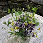 Load image into Gallery viewer, Sweet Pea Sp., 'Lathyrus Chloranthus' – photo 5

