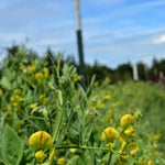Load image into Gallery viewer, Sweet Pea Sp., 'Lathyrus Chloranthus' – photo 2
