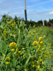 Load image into Gallery viewer, Sweet Pea Sp., 'Lathyrus Chloranthus' – photo 2
