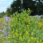 Load image into Gallery viewer, Sweet Pea Sp., 'Lathyrus Chloranthus' – photo 3
