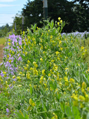 Load image into Gallery viewer, Sweet Pea Sp., 'Lathyrus Chloranthus' – photo 3
