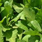 Load image into Gallery viewer, Nicotiana, 'Only the Lonely' – photo 3
