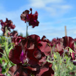Load image into Gallery viewer, Sweet Pea, 'Windsor' – photo 6
