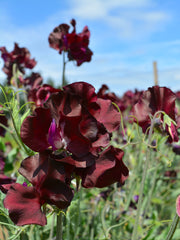 Load image into Gallery viewer, Sweet Pea, 'Windsor' – photo 6
