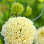 Load image into Gallery viewer, Scabiosa, 'Fata Morgana' – photo 6
