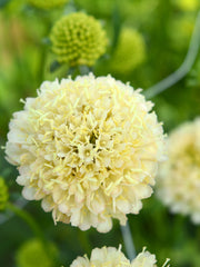 Load image into Gallery viewer, Scabiosa, 'Fata Morgana' – photo 6
