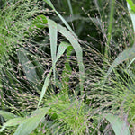Load image into Gallery viewer, Ornamental Grass, 'Frosted Explosion' – photo 6
