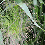 Load image into Gallery viewer, Ornamental Grass, 'Frosted Explosion' – photo 3
