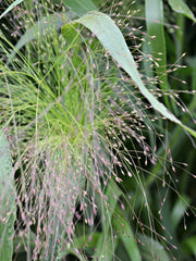 Load image into Gallery viewer, Ornamental Grass, 'Frosted Explosion' – photo 3
