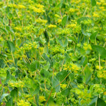 Load image into Gallery viewer, Bupleurum, 'Green Gold' – photo 3

