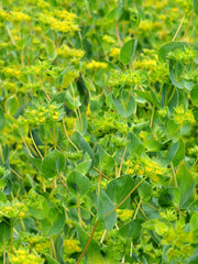 Load image into Gallery viewer, Bupleurum, 'Green Gold' – photo 3

