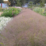 Load image into Gallery viewer, Ornamental Grass, 'Frosted Explosion' – photo 4
