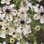 Load image into Gallery viewer, Nigella, 'Bridal Veil' – photo 2
