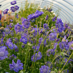 Load image into Gallery viewer, Scabiosa, 'Fama Deep Blue' – photo 5
