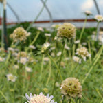 Load image into Gallery viewer, Scabiosa, 'Sternkugel' – photo 2
