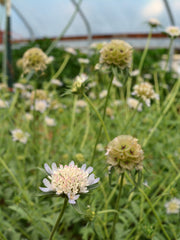 Load image into Gallery viewer, Scabiosa, 'Sternkugel' – photo 2
