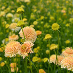 Load image into Gallery viewer, Scabiosa, 'Fata Morgana' – photo 2
