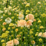 Load image into Gallery viewer, Scabiosa, 'Fata Morgana' – photo 5
