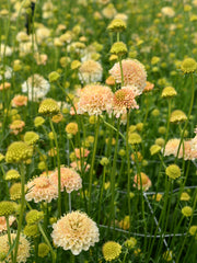 Load image into Gallery viewer, Scabiosa, 'Fata Morgana' – photo 5
