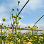 Load image into Gallery viewer, Scabiosa, 'Fata Morgana' – photo 4
