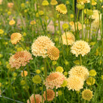 Load image into Gallery viewer, Scabiosa, 'Fata Morgana' – photo 3
