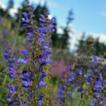 Load image into Gallery viewer, Salvia, 'Transylvanian Sage' – photo 2
