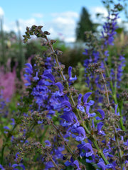 Load image into Gallery viewer, Salvia, 'Transylvanian Sage'
