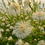 Load image into Gallery viewer, Basket Flower, 'Aloha Blanca' – photo 2
