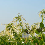 Load image into Gallery viewer, Nicotiana, 'Only the Lonely' – photo 2
