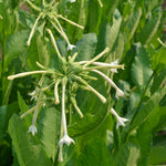 Load image into Gallery viewer, Nicotiana, 'Only the Lonely'
