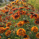 Load image into Gallery viewer, Rudbeckia, 'Autumn Sunset' – photo 5
