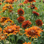 Load image into Gallery viewer, Rudbeckia, 'Autumn Sunset' – photo 3
