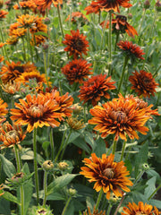Load image into Gallery viewer, Rudbeckia, 'Autumn Sunset' – photo 3
