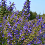 Load image into Gallery viewer, Salvia, 'Transylvanian Sage' – photo 3
