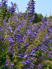 Load image into Gallery viewer, Salvia, 'Transylvanian Sage' – photo 3

