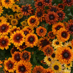 Load image into Gallery viewer, Rudbeckia, 'Autumn Sunset' – photo 4
