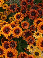 Load image into Gallery viewer, Rudbeckia, 'Autumn Sunset' – photo 4
