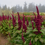 Load image into Gallery viewer, Amaranth, 'Elephant's Head' – photo 2
