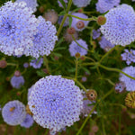 Load image into Gallery viewer, Didiscus, 'Blue Lace Flower' – photo 4
