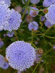 Load image into Gallery viewer, Didiscus, 'Blue Lace Flower' – photo 4
