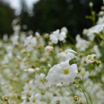 Load image into Gallery viewer, Gypsophila/Baby's Breath, 'Covent Garden'
