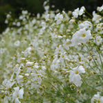 Load image into Gallery viewer, Gypsophila/Baby's Breath, 'Covent Garden' – photo 2
